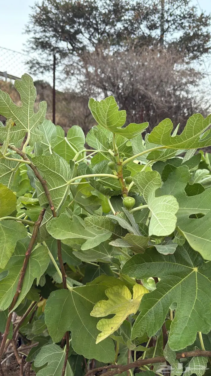 تين براون تركي 1