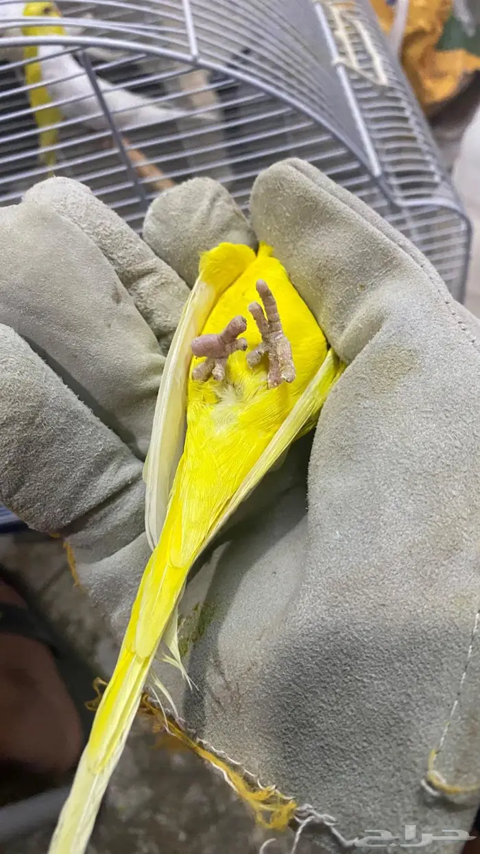 بادجي لاتينو والبينو 0