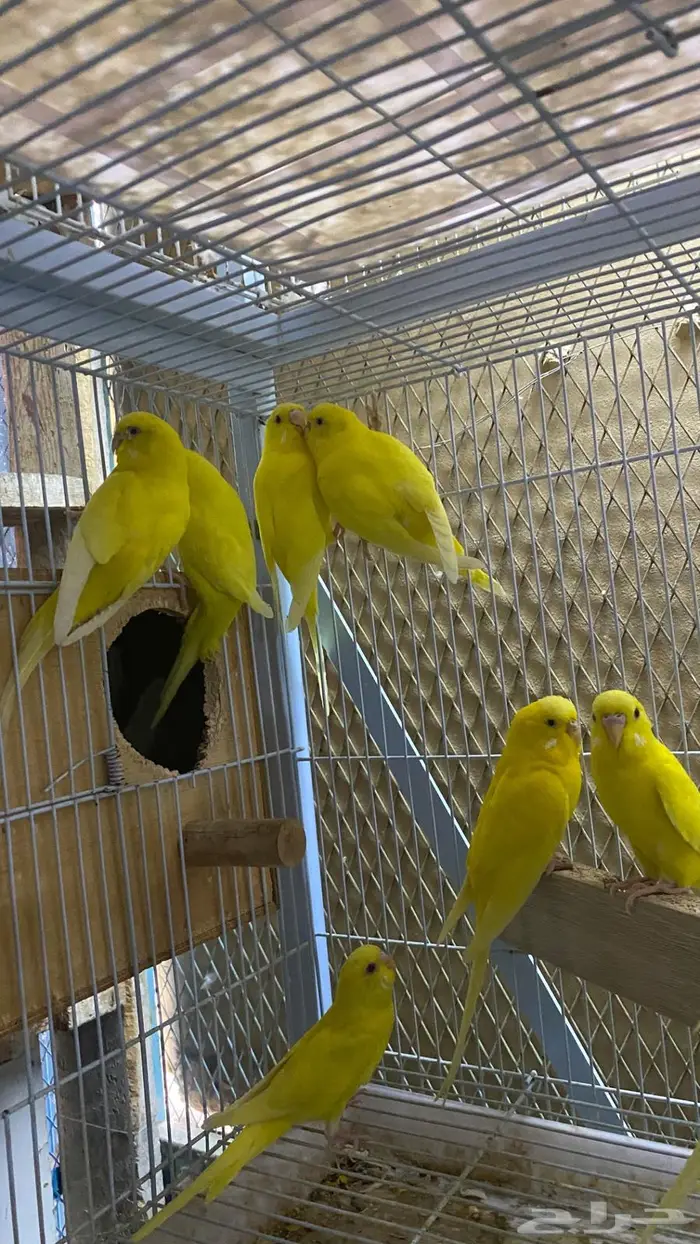 بادجي لاتينو والبينو 1