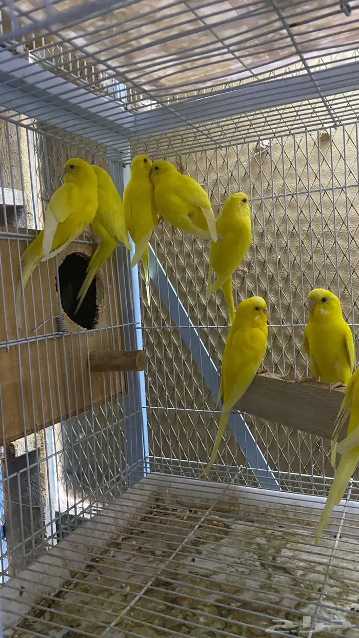 بادجي لاتينو والبينو 2