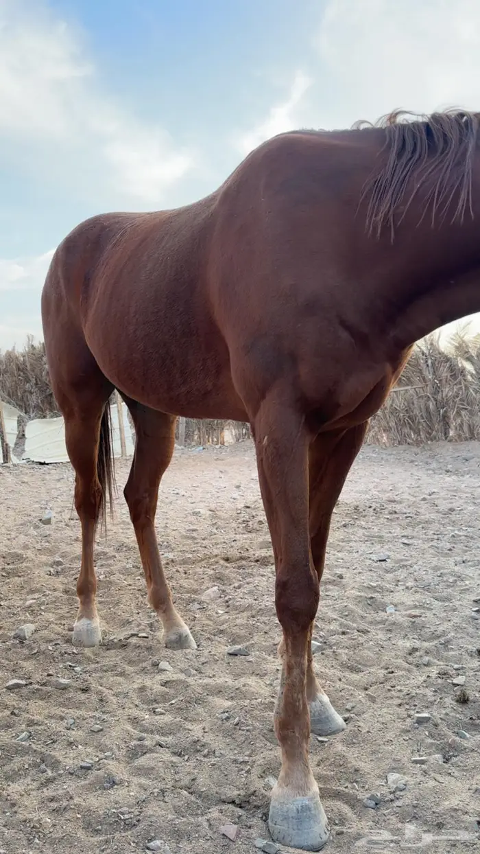 حصان انقليزي 0