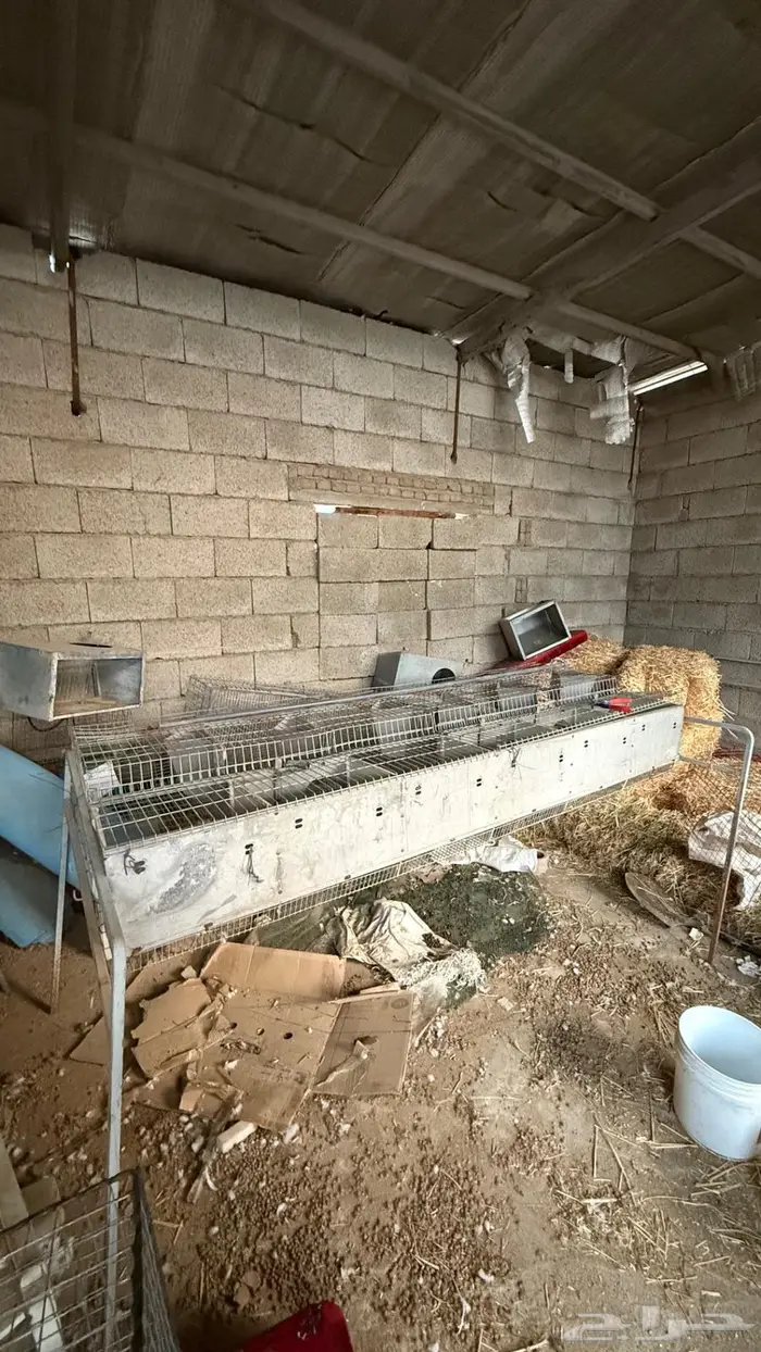 بطارية ارانب اوربيه 0