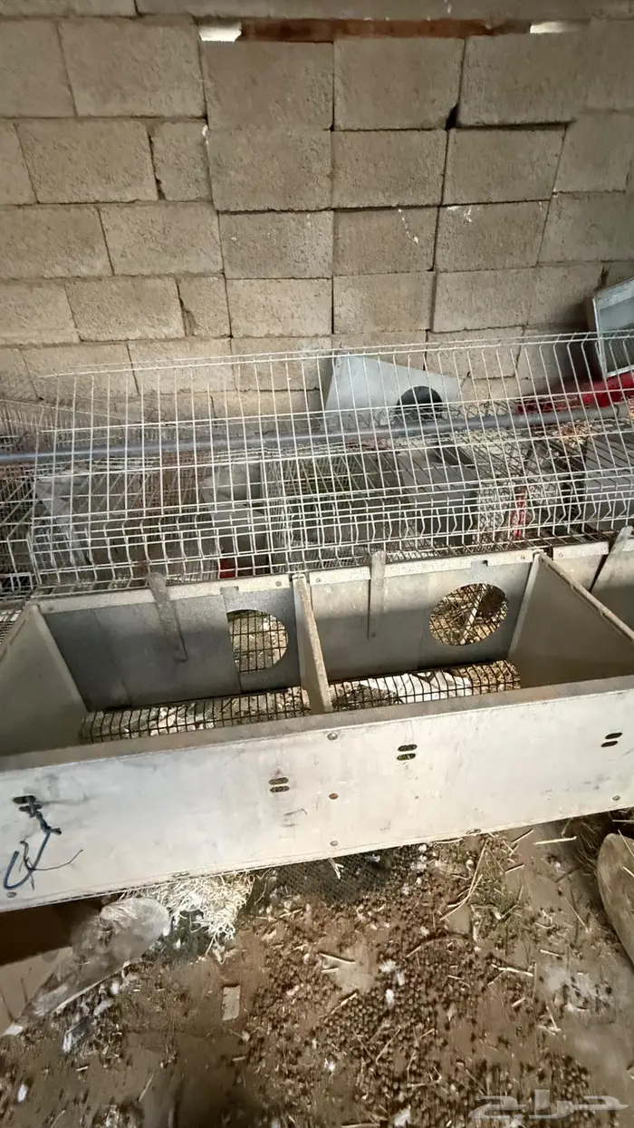 بطارية ارانب اوربيه 3