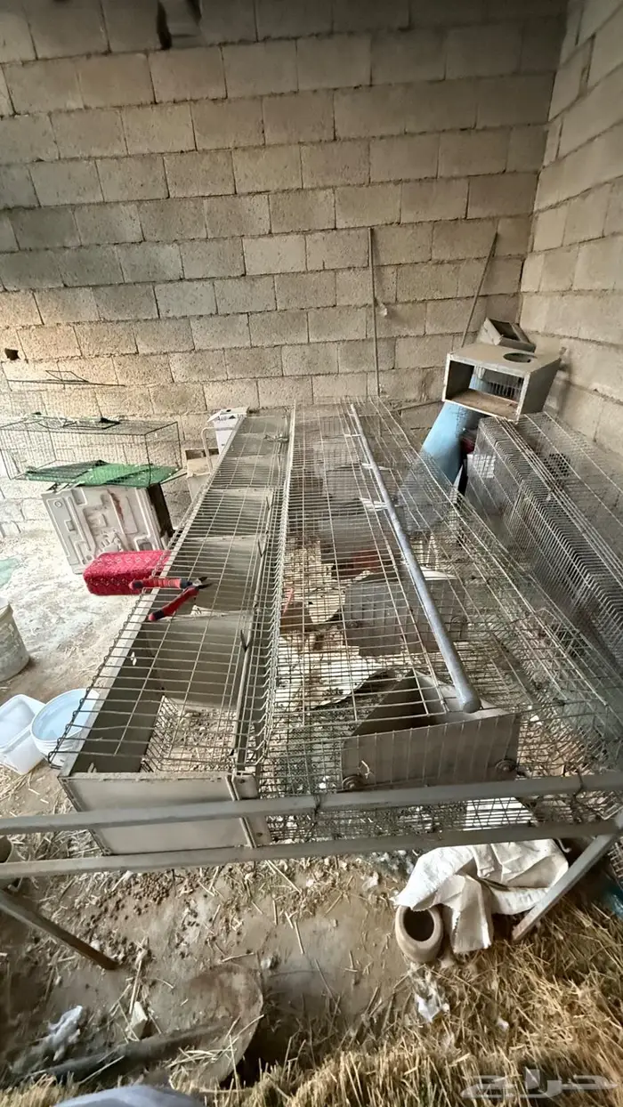 بطارية ارانب اوربيه 1