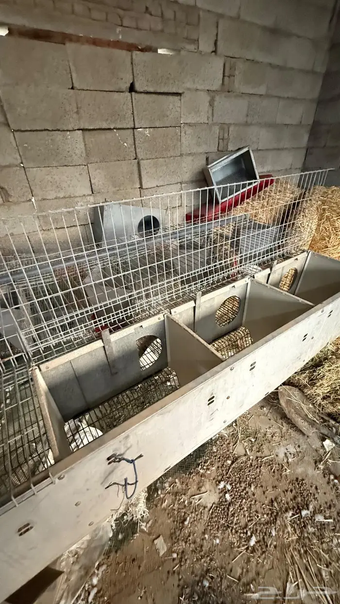 بطارية ارانب اوربيه 2