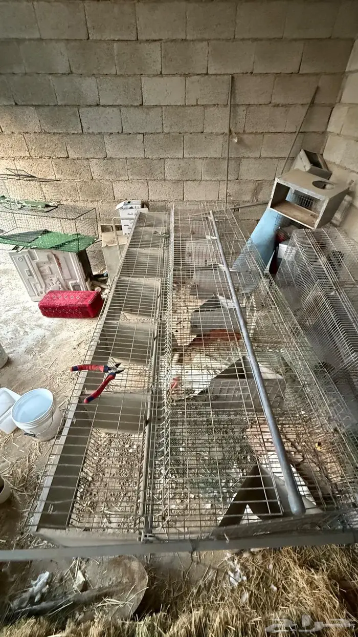 بطارية ارانب اوربيه 4