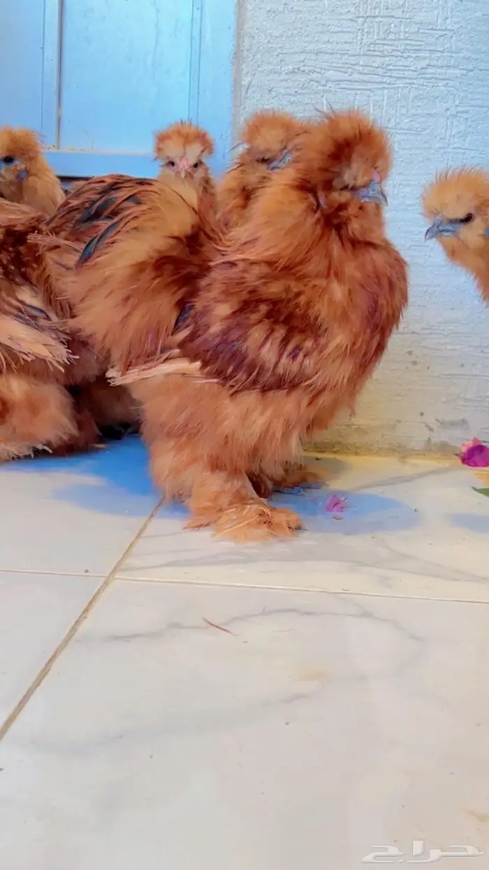 دجاج قطني ( اساس خوارج ) 4