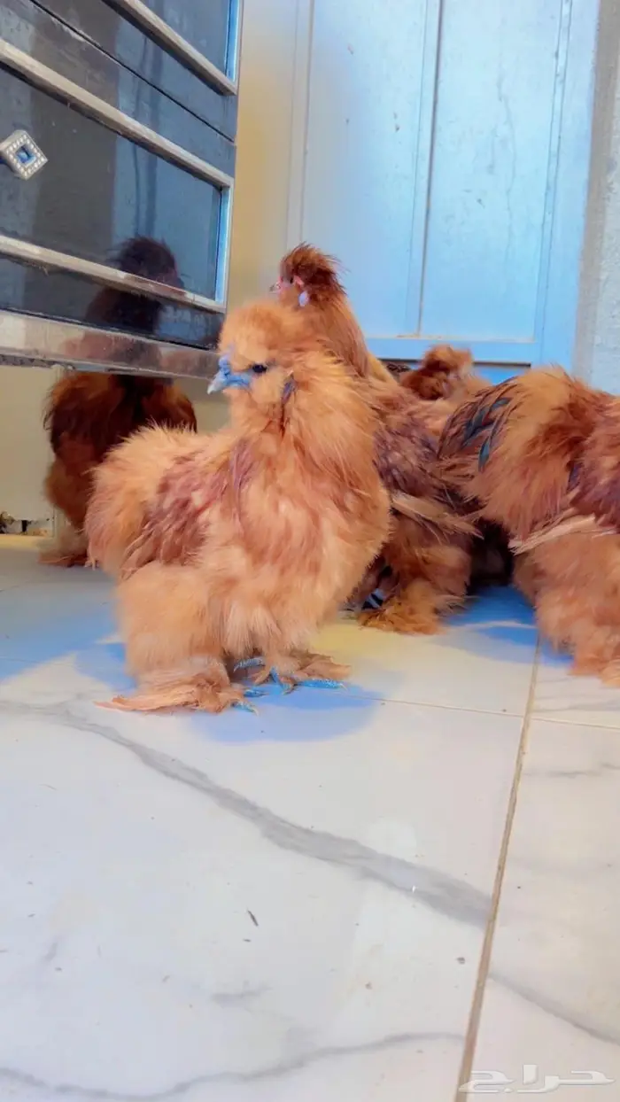 دجاج قطني ( اساس خوارج ) 5