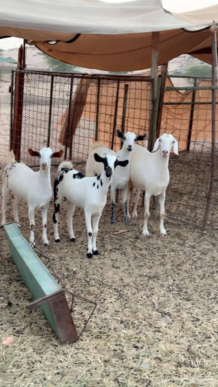 معزا بيشيات دفيع 0