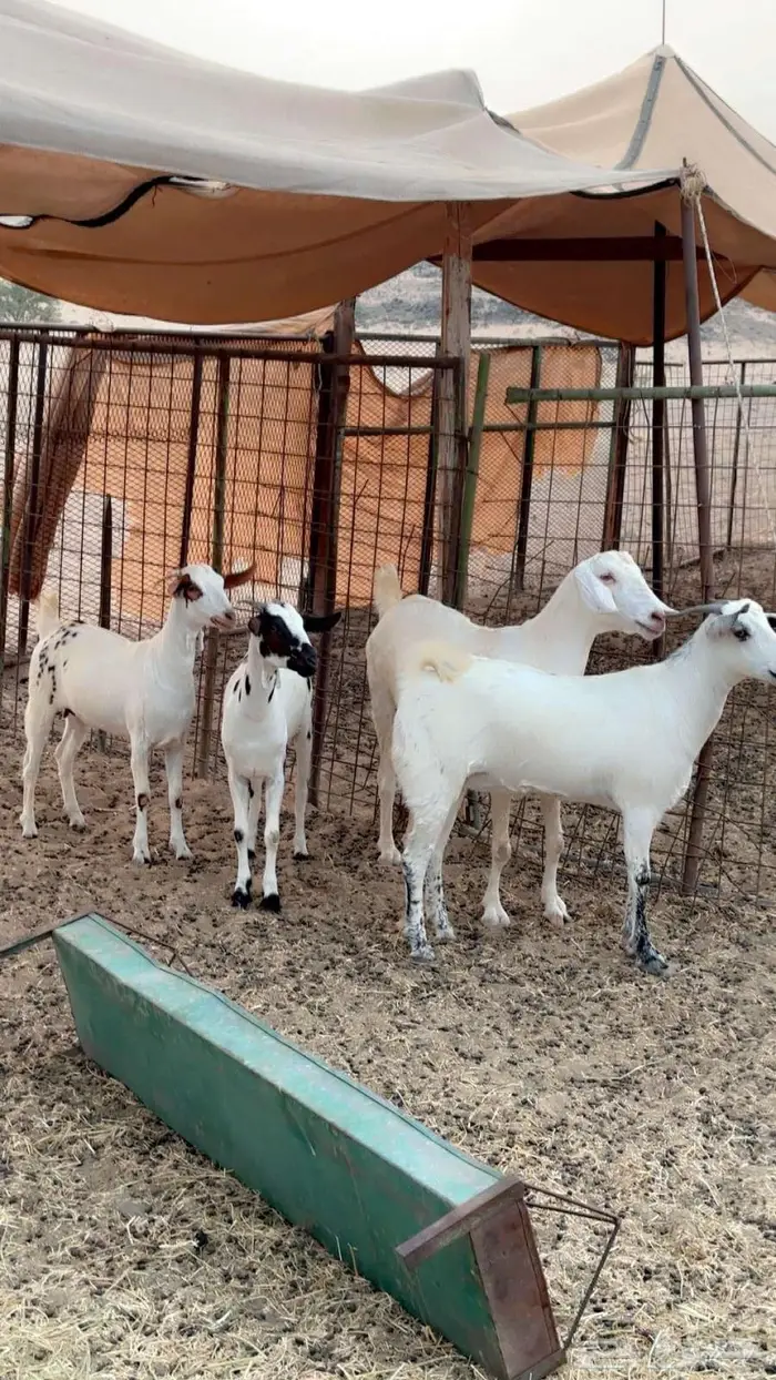 معزا بيشيات دفيع 4