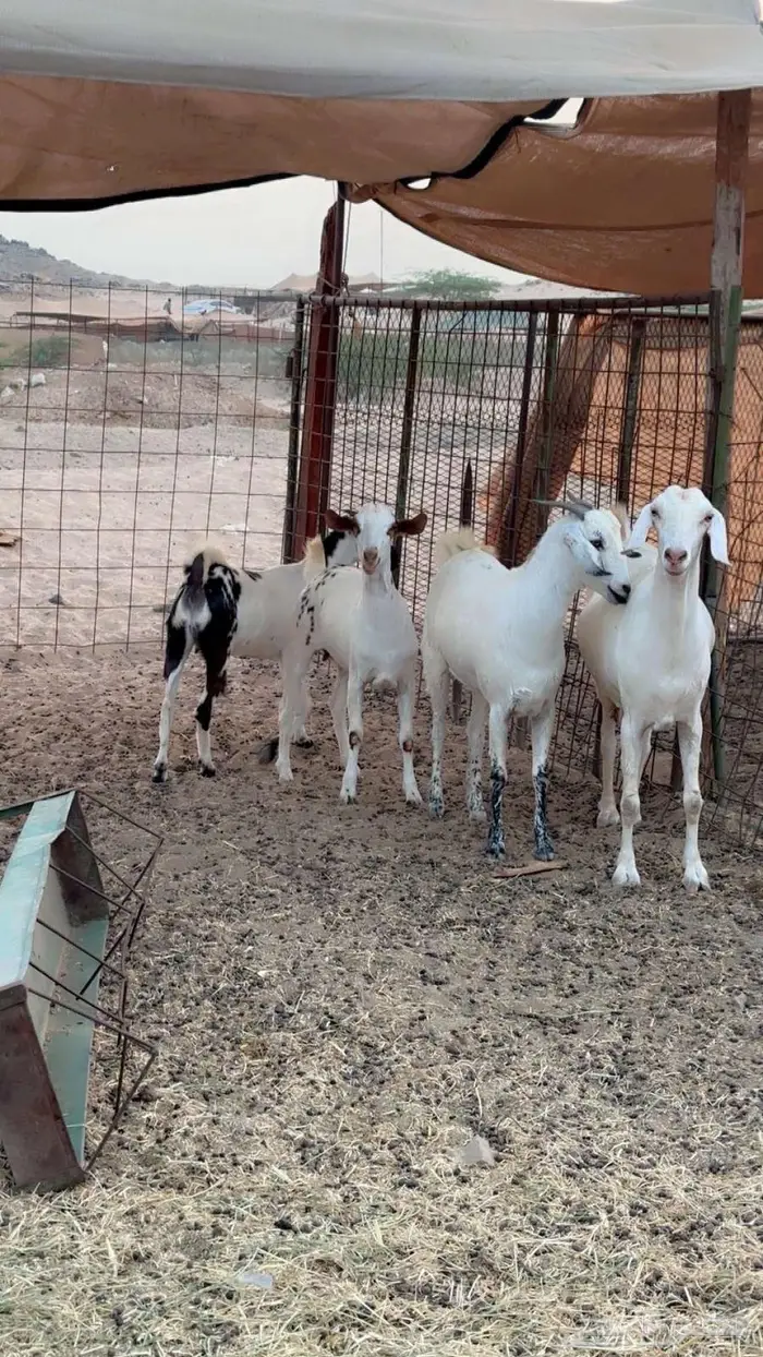 معزا بيشيات دفيع 3