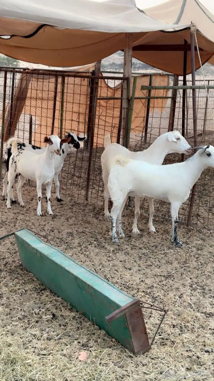 معزا بيشيات دفيع 2