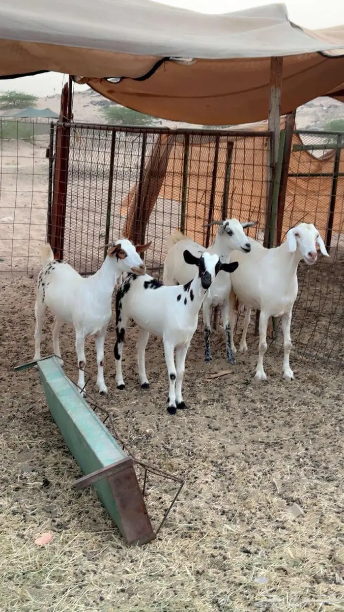 معزا بيشيات دفيع 1