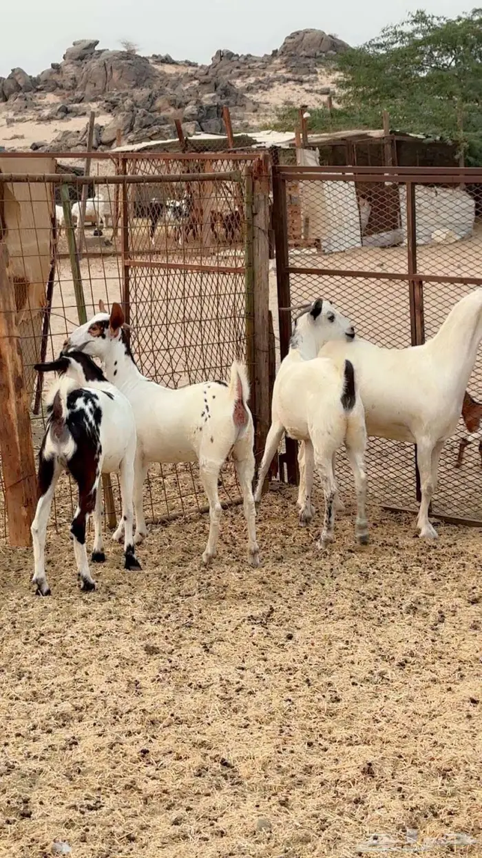 معزا بيشيات دفيع 5