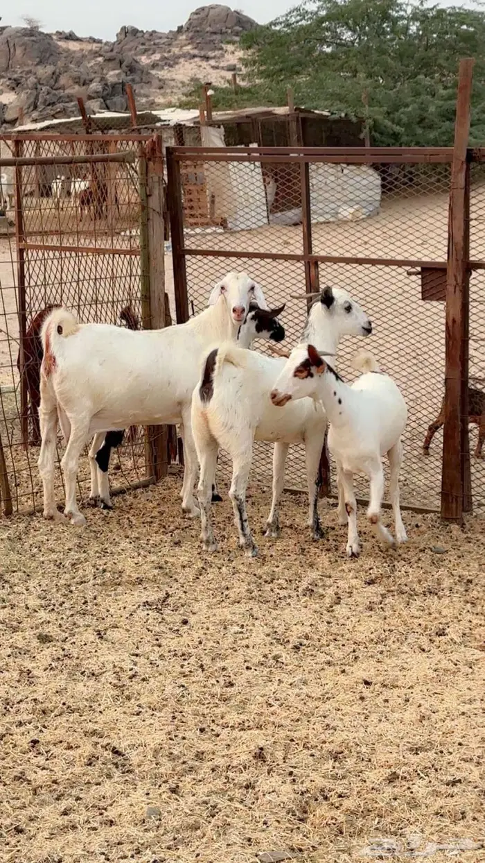 معزا بيشيات دفيع 7