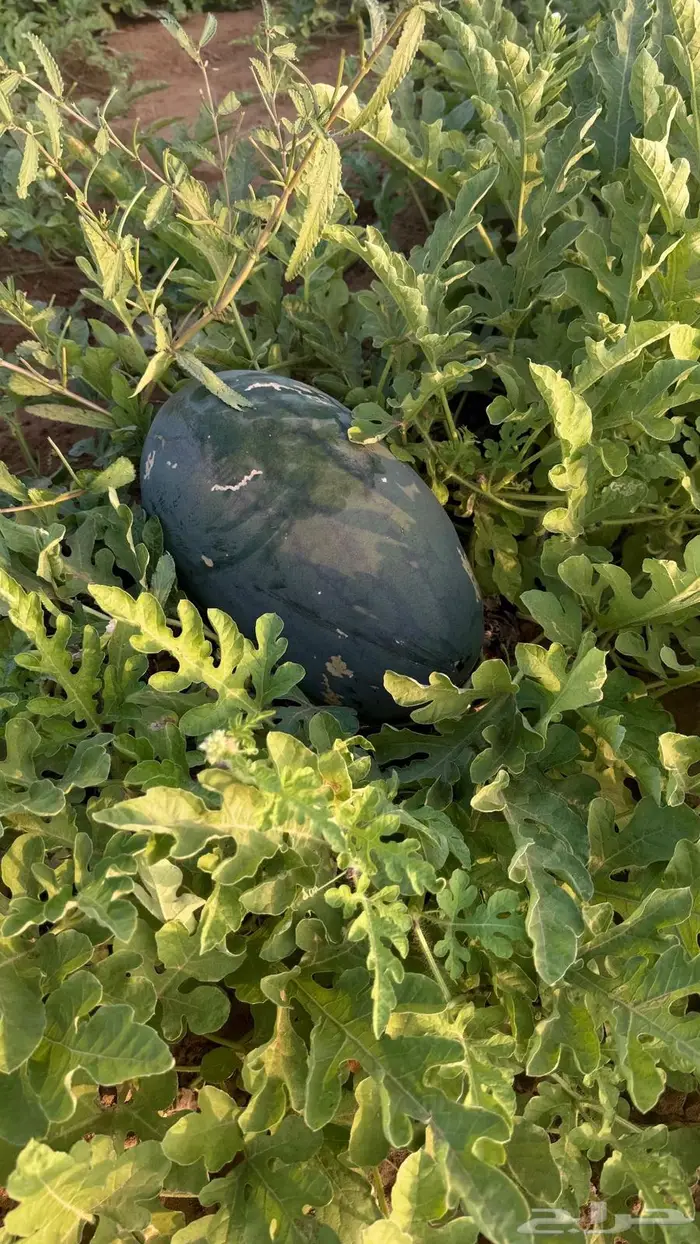 حبحب بلدي انتاج جازان 0