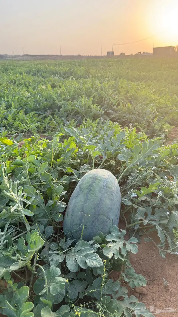 حبحب بلدي انتاج جازان 3