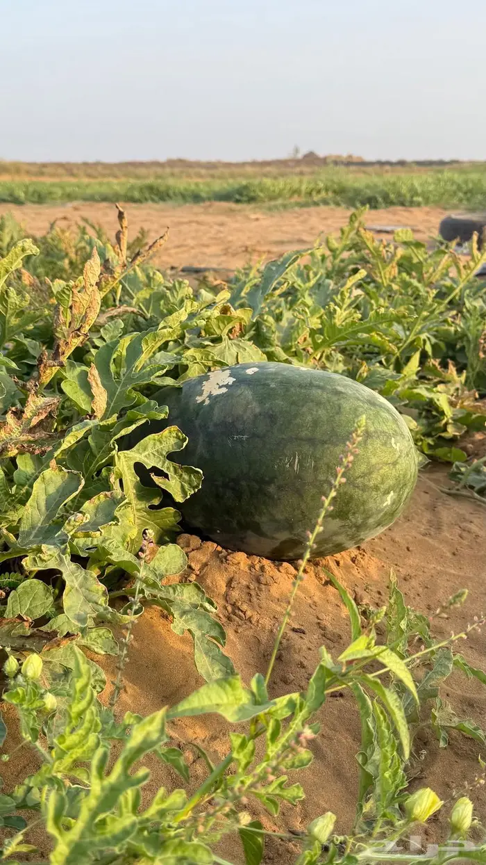 حبحب بلدي انتاج جازان 4