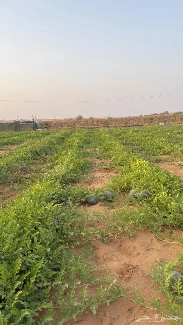 حبحب بلدي انتاج جازان 2