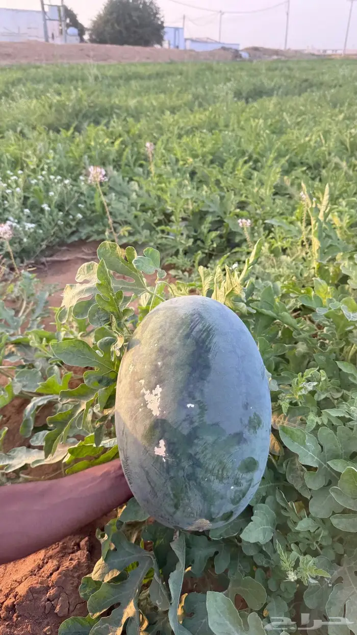 حبحب بلدي انتاج جازان 1