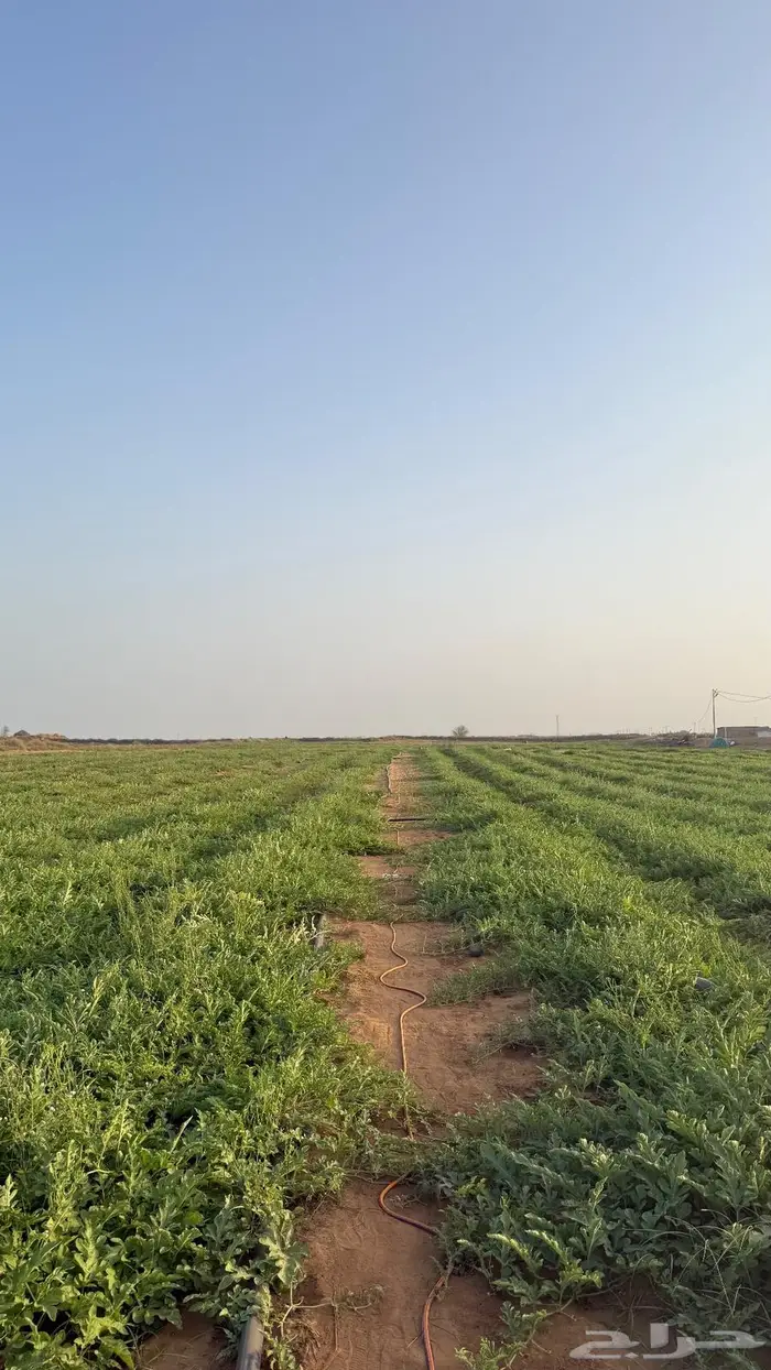 حبحب بلدي انتاج جازان 5