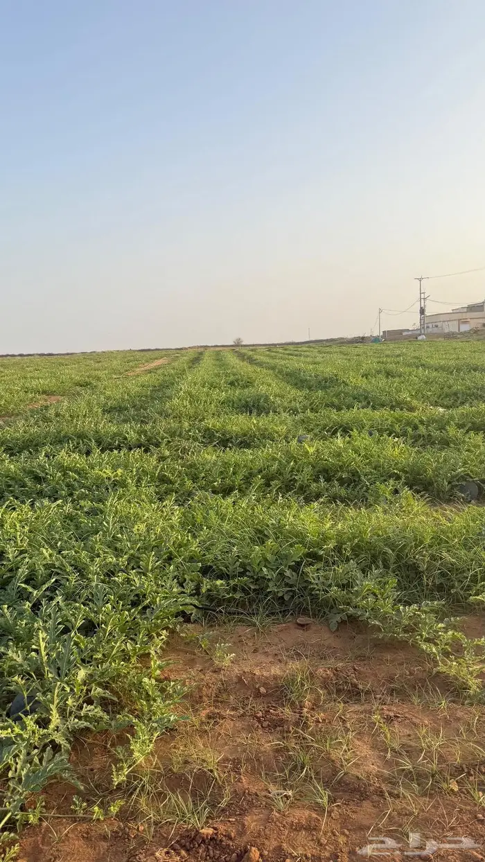 حبحب بلدي انتاج جازان 6