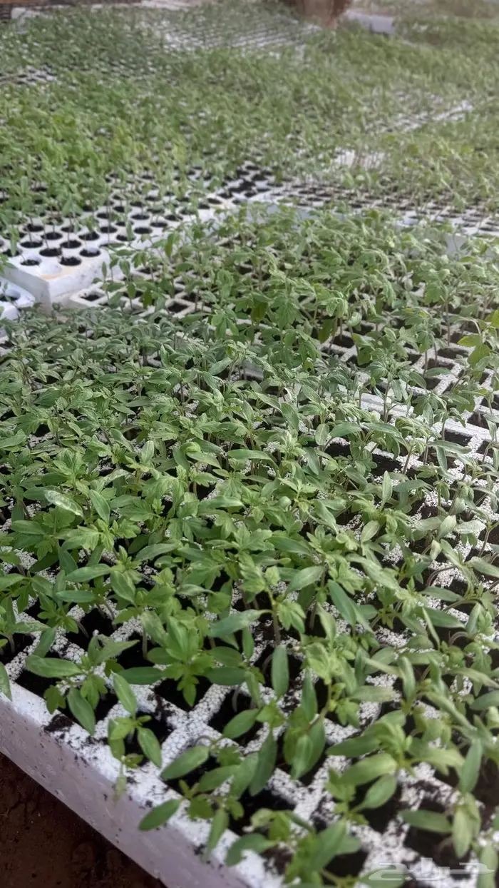 شتلات طماطم 2