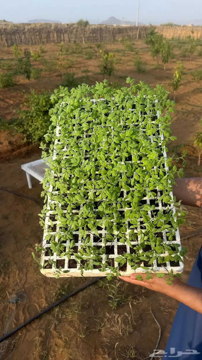 شتلات طماطم 1