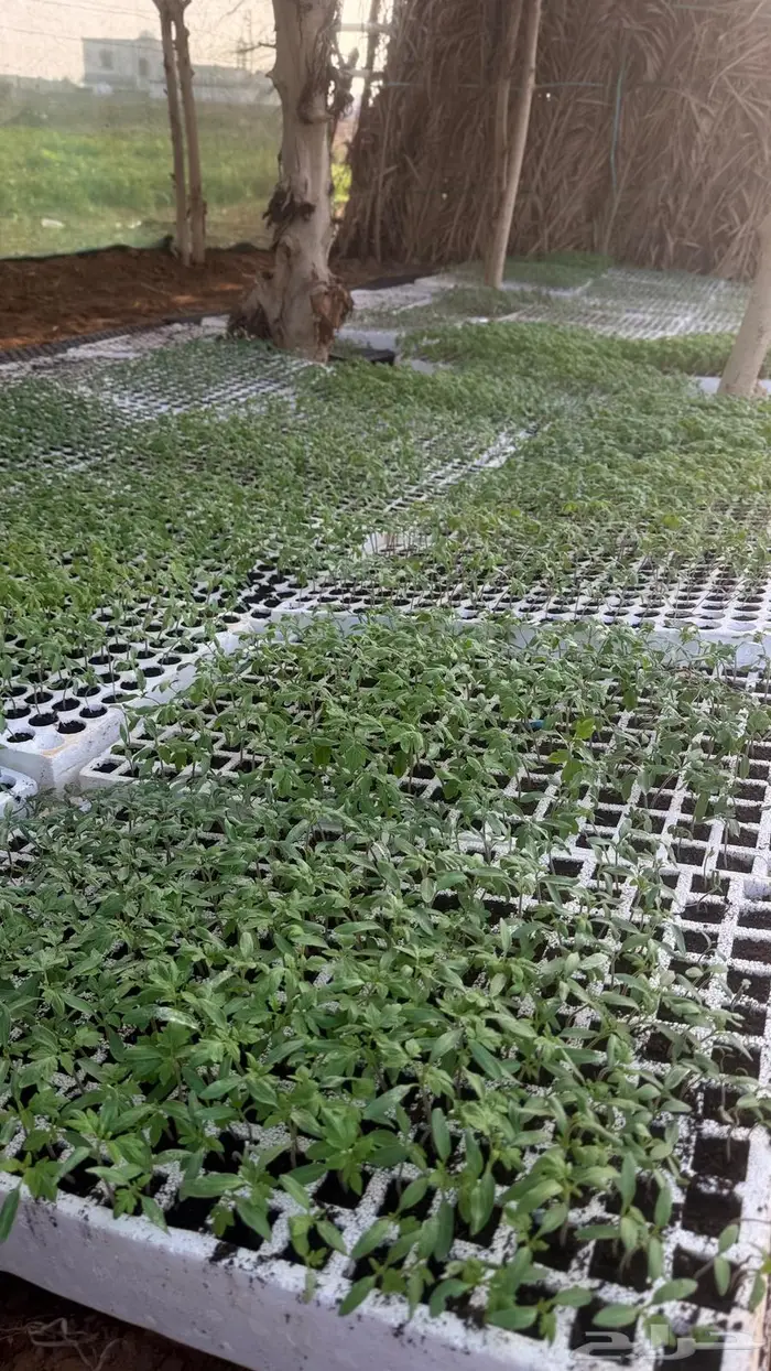 شتلات طماطم 0