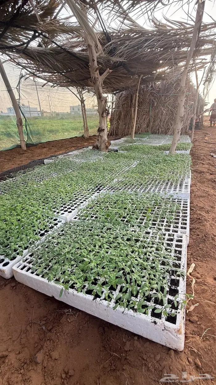 شتلات طماطم 3