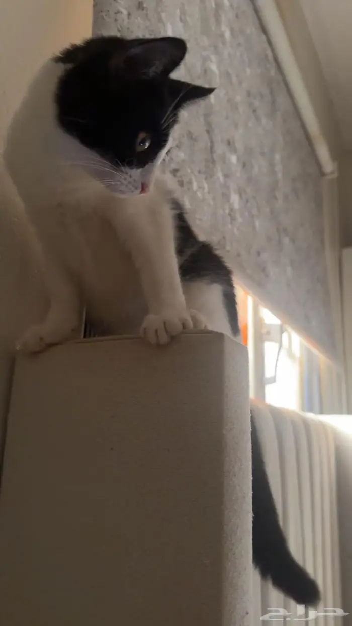 قطط اناث تبني المخواة 5