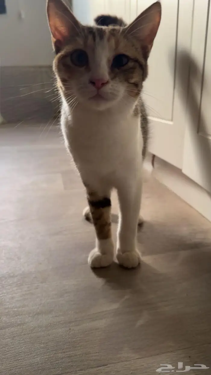 قطط اناث تبني المخواة 3