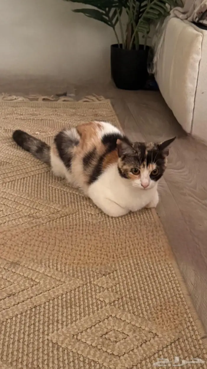 قطط اناث تبني المخواة 1