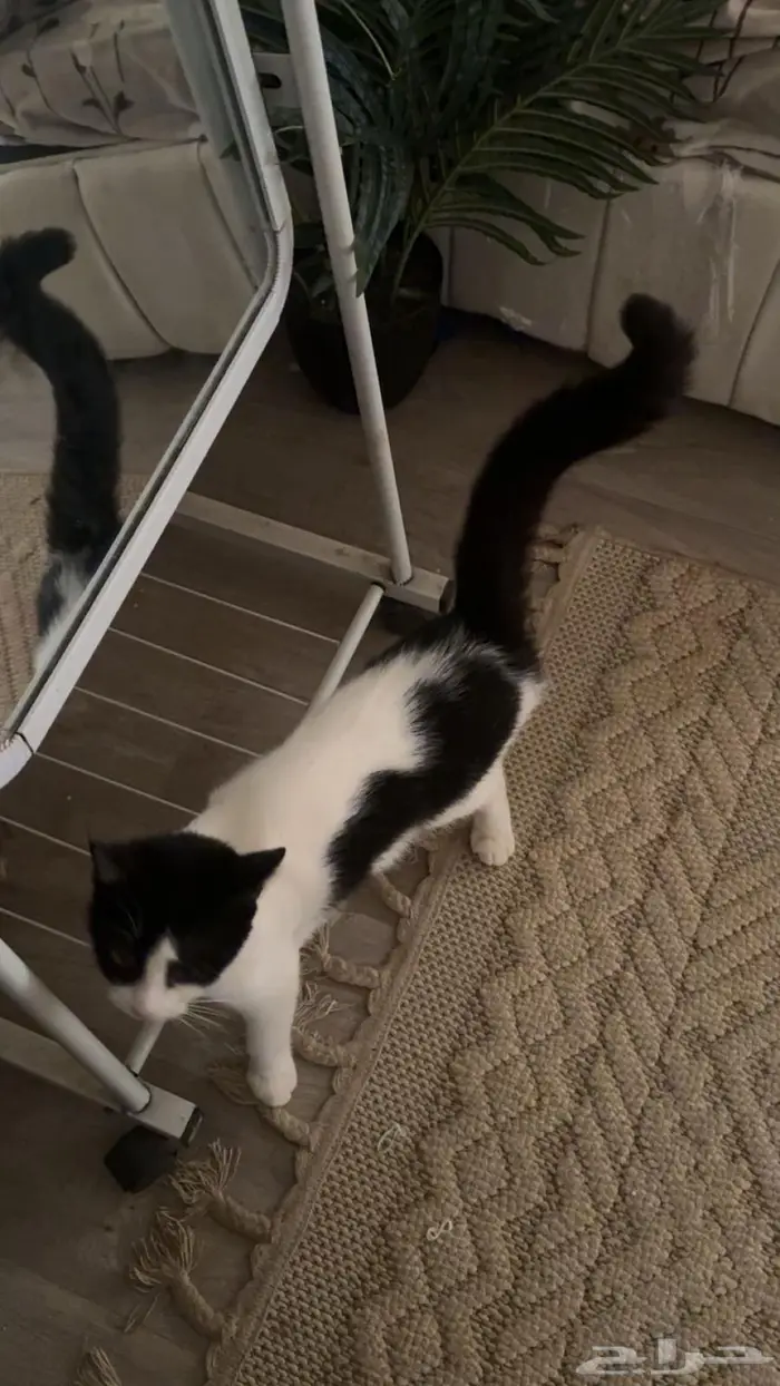 قطط اناث تبني المخواة 4