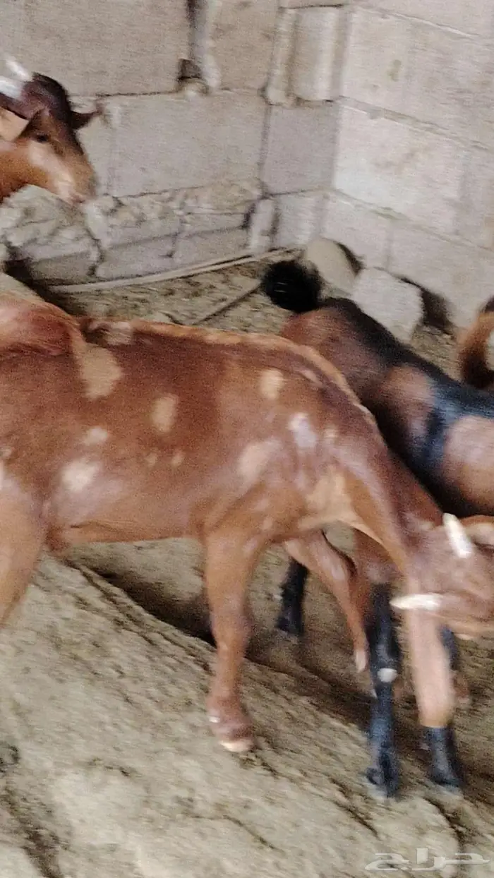 9 تيوس دهم اعمار حول 3 شهور 4