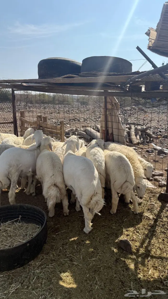 طليان عدد 17 1