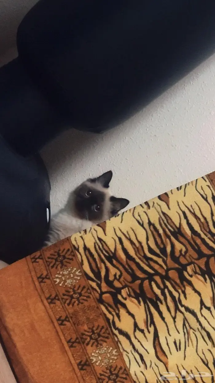 قطه انثى هملايا 0