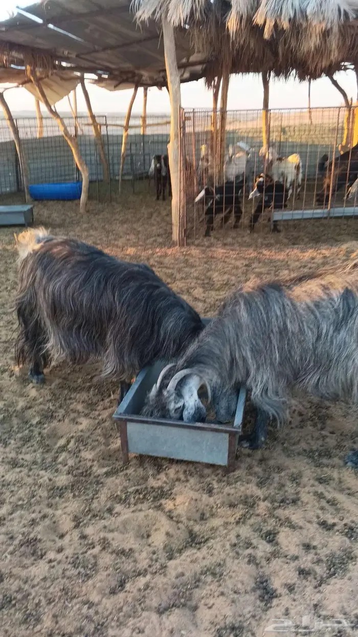 عنزين وحده مسحوب ولدها وحده مدري عنها 0