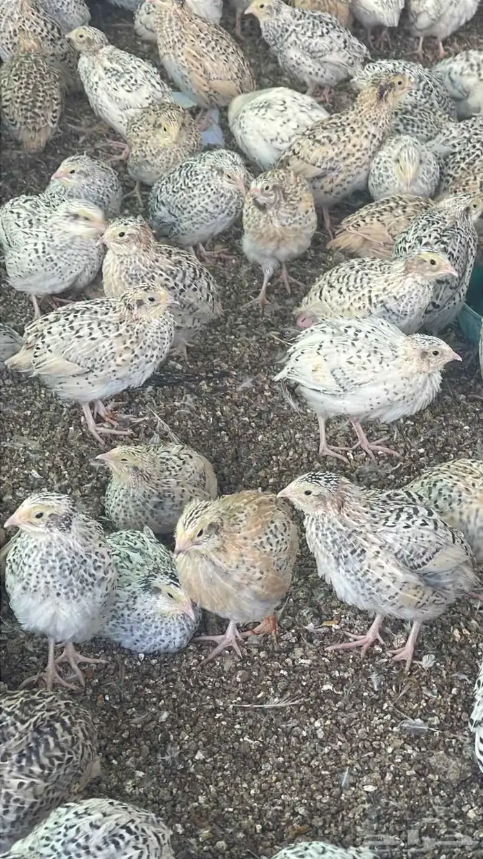 للبيع سمان فري 0