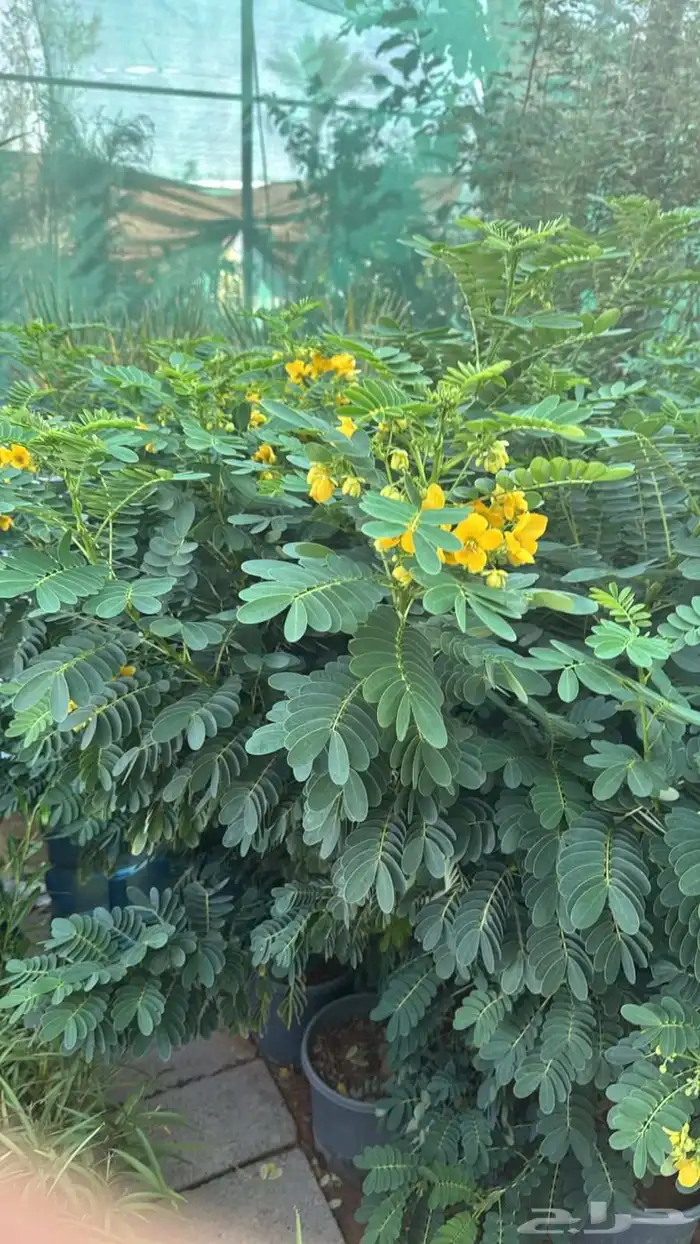 مشاتل الرياض للاشجار 3