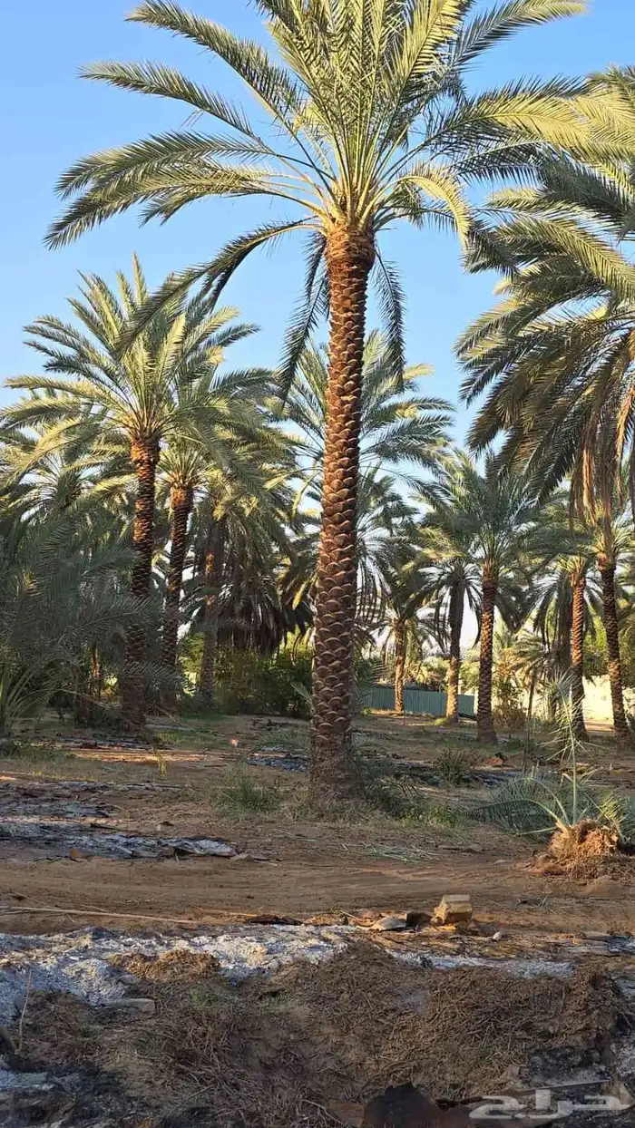 يوجد لدينا نخل عربي ووشنطني للبيع 3