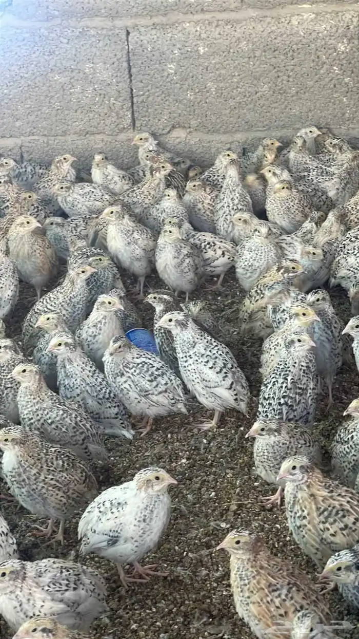 للبيع سمان فري 2