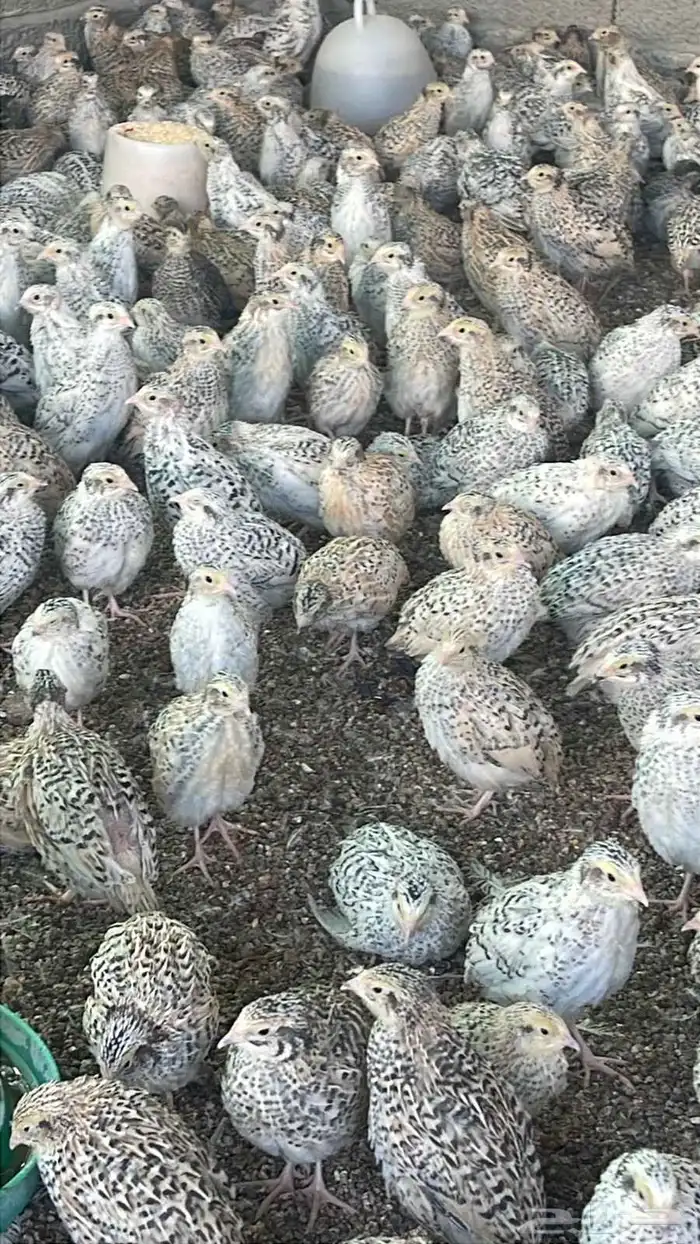 للبيع سمان فري 3