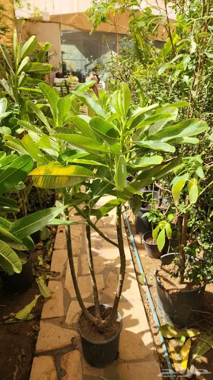 تنسيق حدائق صيانه الحدائق الشهريه والسنويه وبيع الثيل الطبيع 9