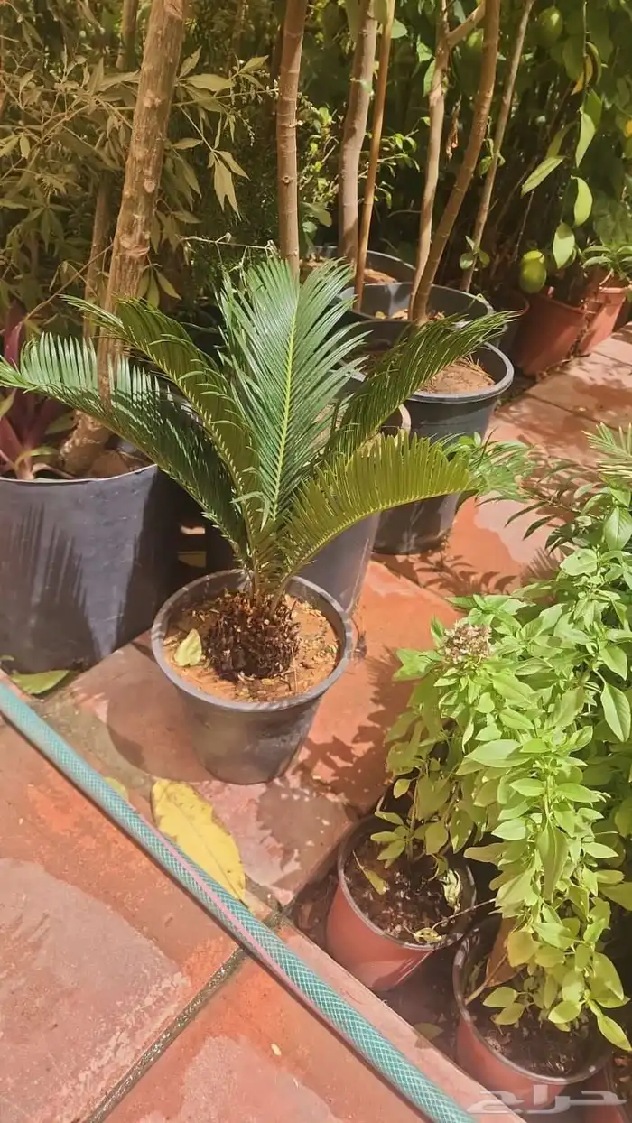 تنسيق حدائق صيانه الحدائق الشهريه والسنويه وبيع الثيل الطبيع 4