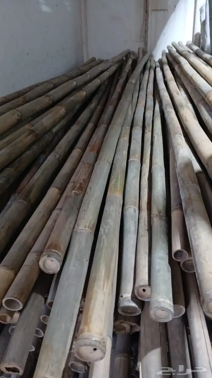 خيزران توريد 7