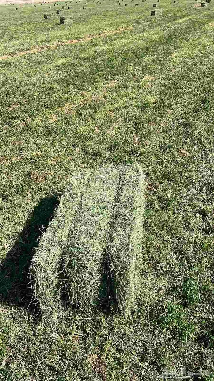 رشاش مزروع برسيم 7 ابراج للإيجار 1