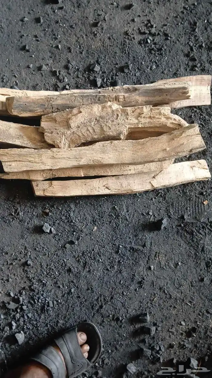 حطب طلح سوداني الدمازين الشاف 9