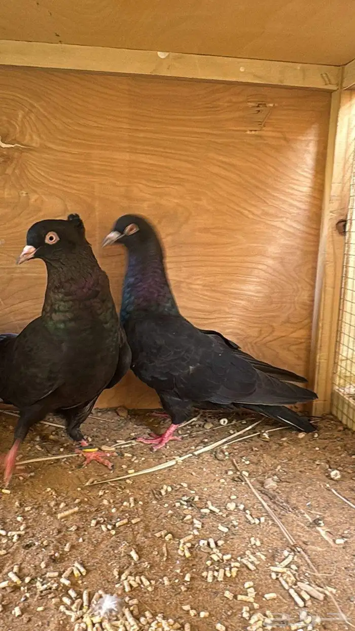 حمام قطيفي 0