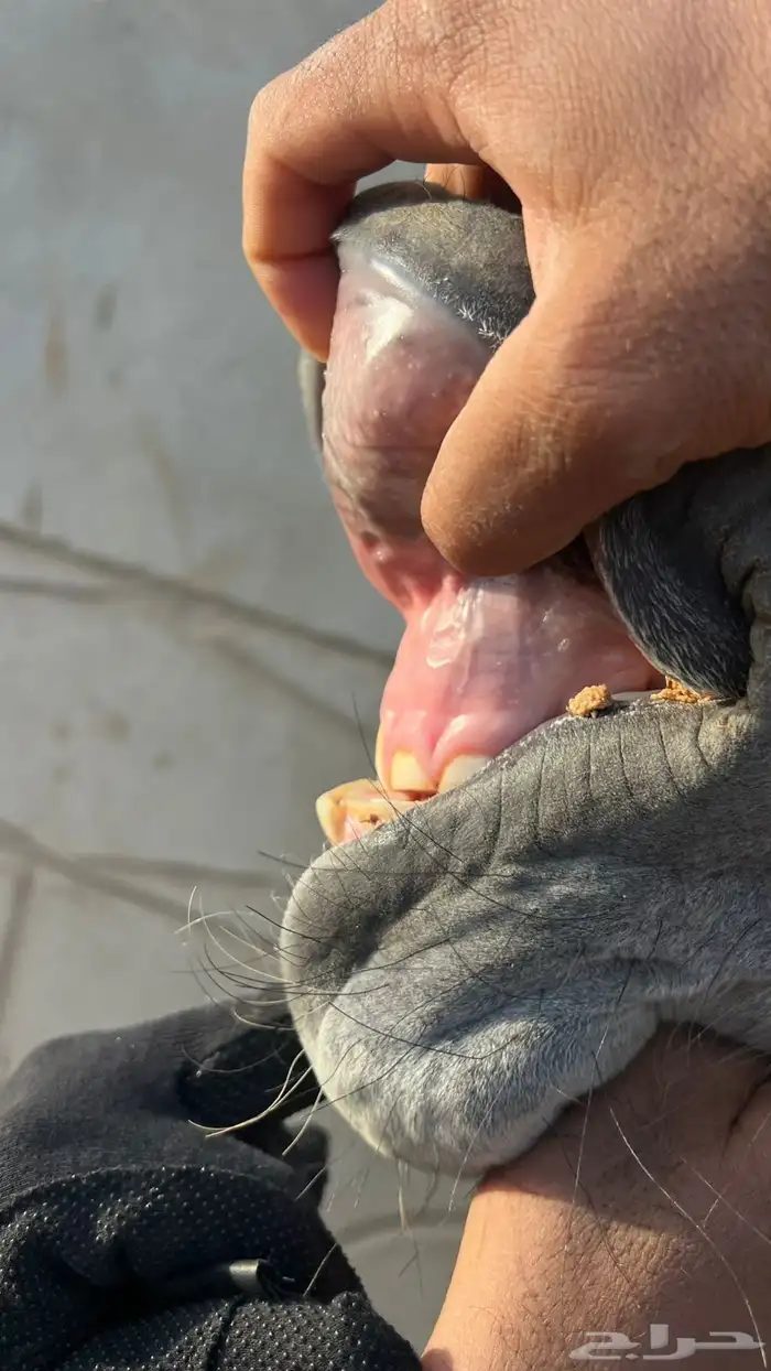 فرس واهو مكس 4